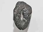 Poisson cartilagineux : boucle cphalique fossile jurassique Boulonnais